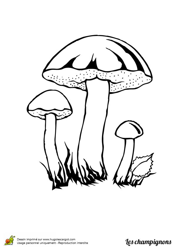 595x842 204 Best Colouring~mushrooms ~ Toadstools ~ Zentangles