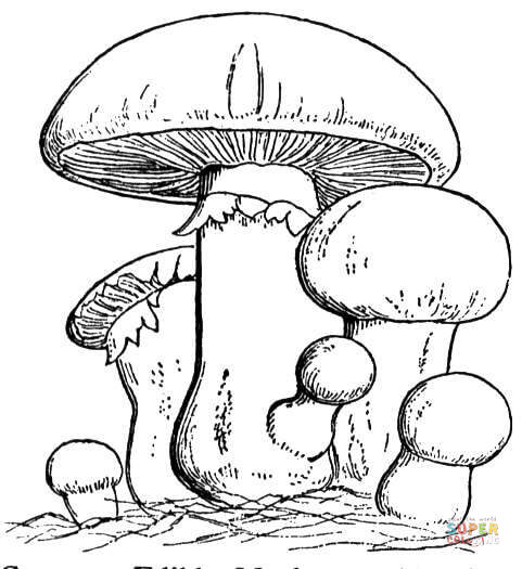 481x525 Toadstool Colouring Pages