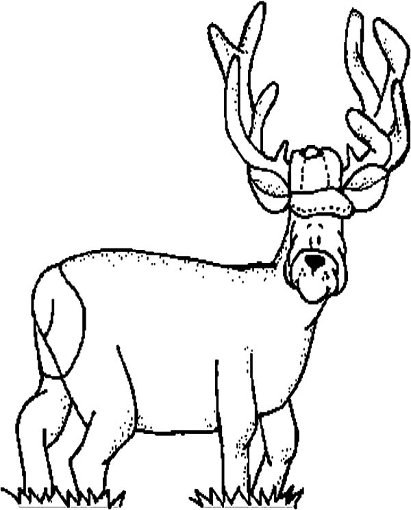 600x745 Elk Funny Face Coloring Pages