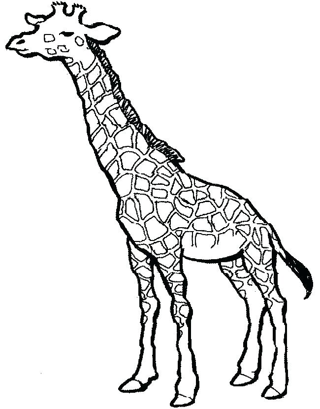650x830 Giraffe Coloring Pages Giraffes Coloring Pages High Cute Giraffe