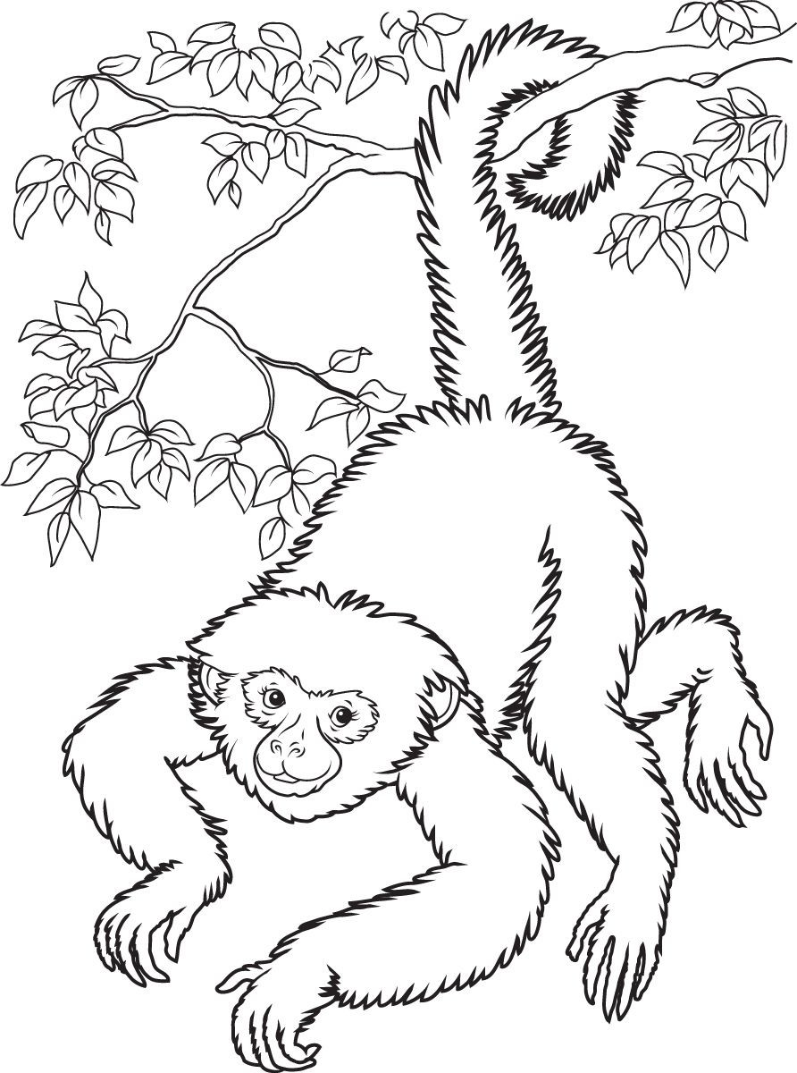 892x1200 Coloring Pages Of Monkeys Tixac