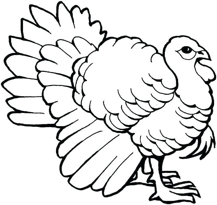736x697 Turkey Color Pages Free Printable Thanksgiving Thanksgiving Color