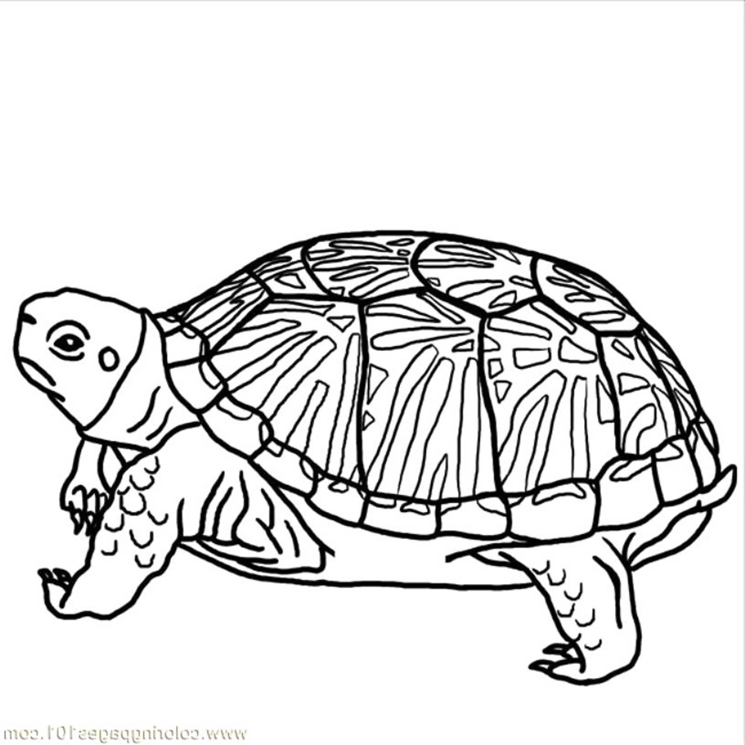 2500x2500 Hard Turtle Coloring Pages Printable