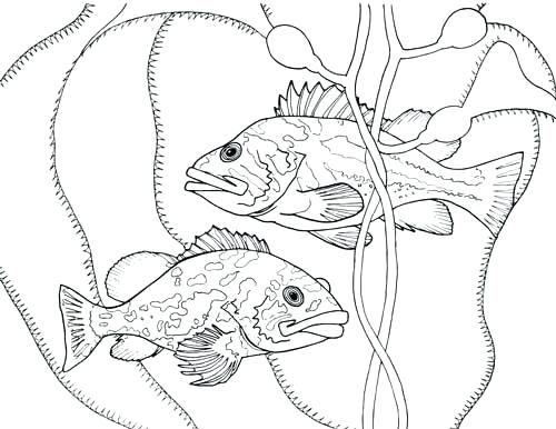 500x386 Marine Coloring Page Finding The True Stars Of The Ocean Marine