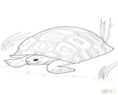 Galapagos Tortoise Coloring Pages