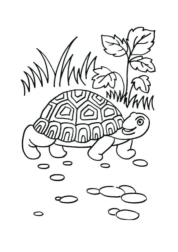 595x842 Tortoise Coloring Page Coloring Pages Turtle Printable Of Cartoon