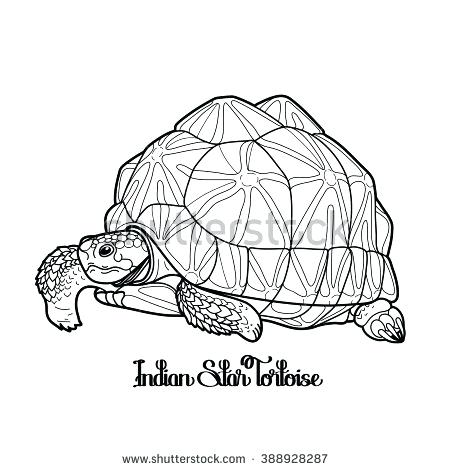 450x470 Tortoise Coloring Page Le Geochele Galapagos Tortoise Colouring