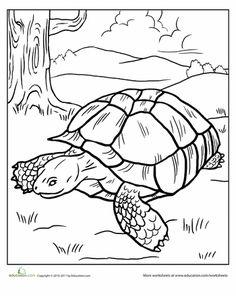 236x296 Tortoise Coloring Page. Sometimes Called An African Spurred