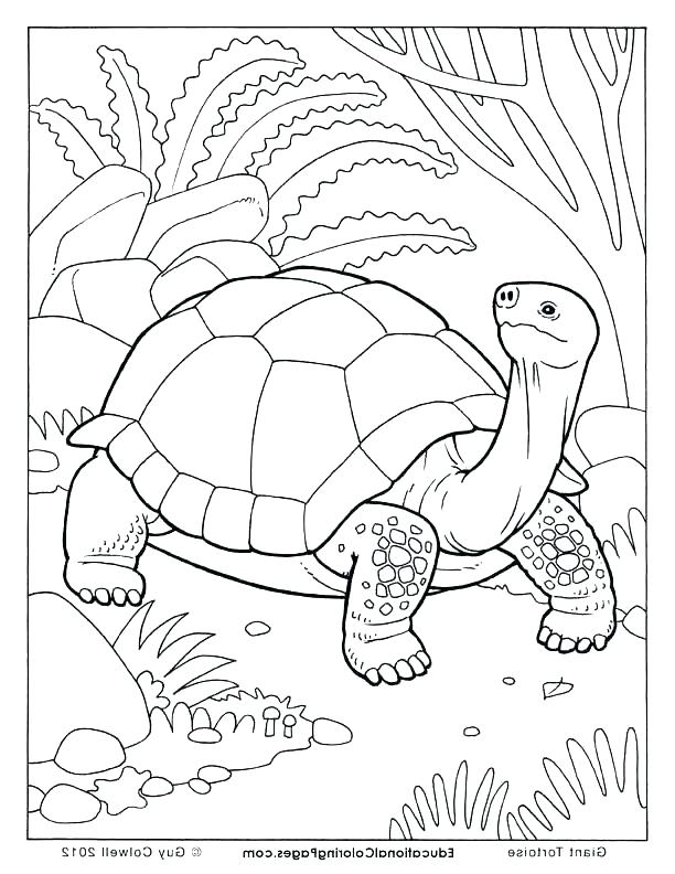 612x792 With Land Tortoise Coloring Pages Page Sometimes Called An Spurred