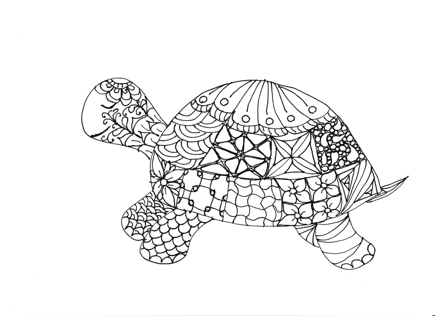 1500x1092 Fresh Tortoise Page To Color Gallery Printable Coloring Sheet