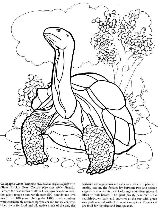 650x866 Galapagos Islands Coloring Book Dover Publications Coloring