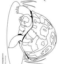 220x220 Galapagos Tortoise Coloring Pages