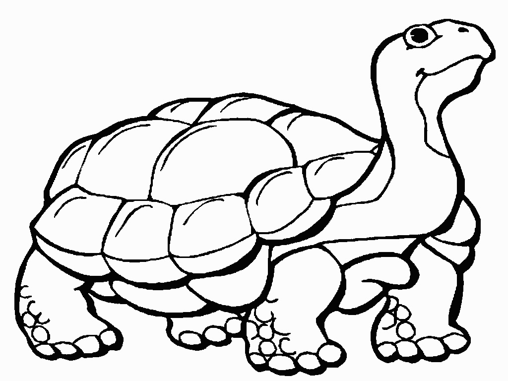1024x768 New Tortoise Coloring Page Awesome Ideas