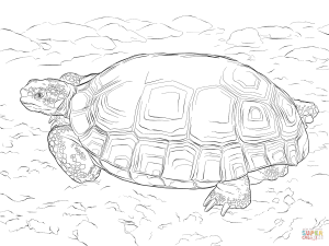 300x225 Realistic Galapagos Tortoise Download Coloring Pages