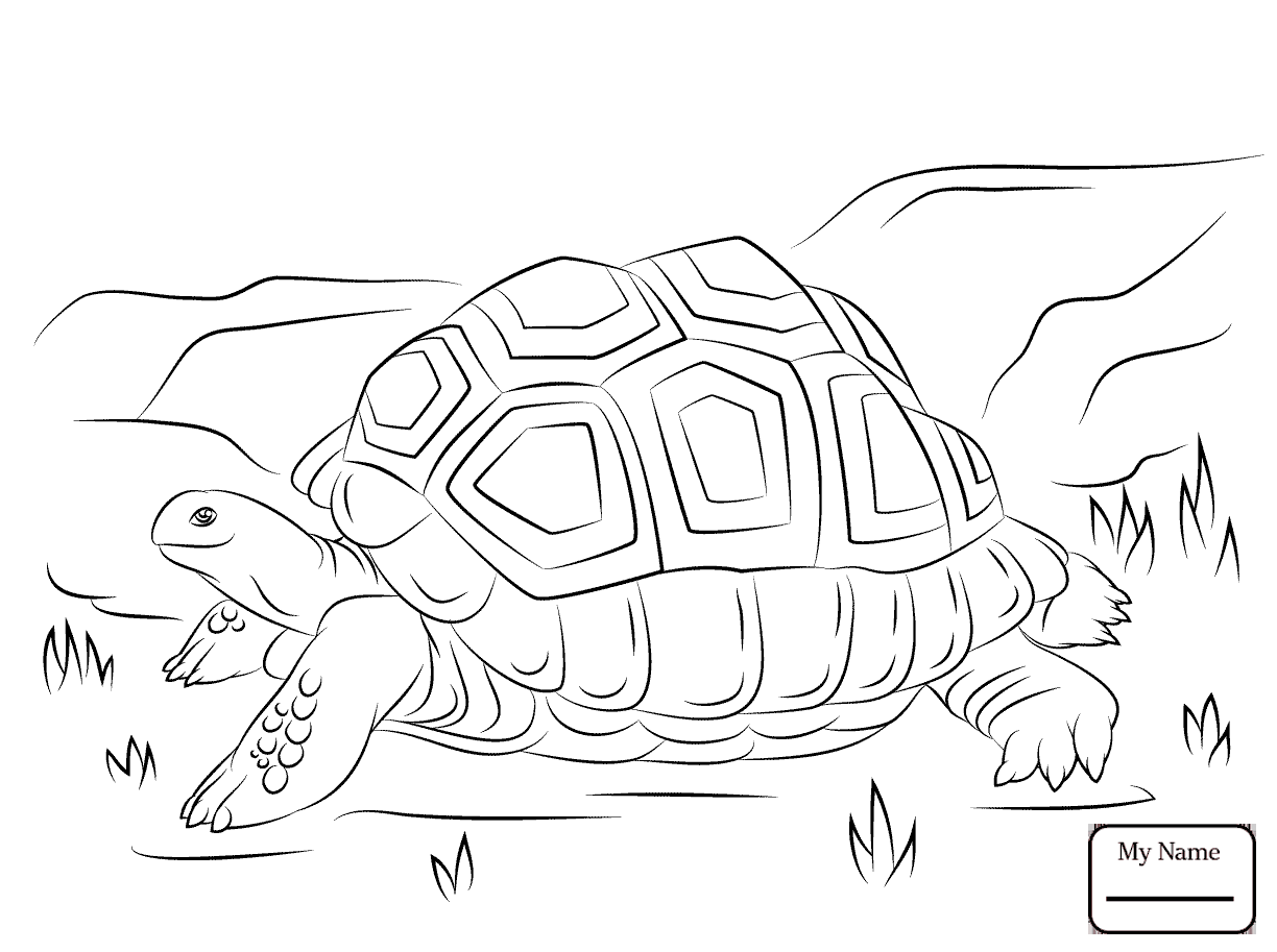 1224x913 Special Tortoise Coloring Page And The Hare 10