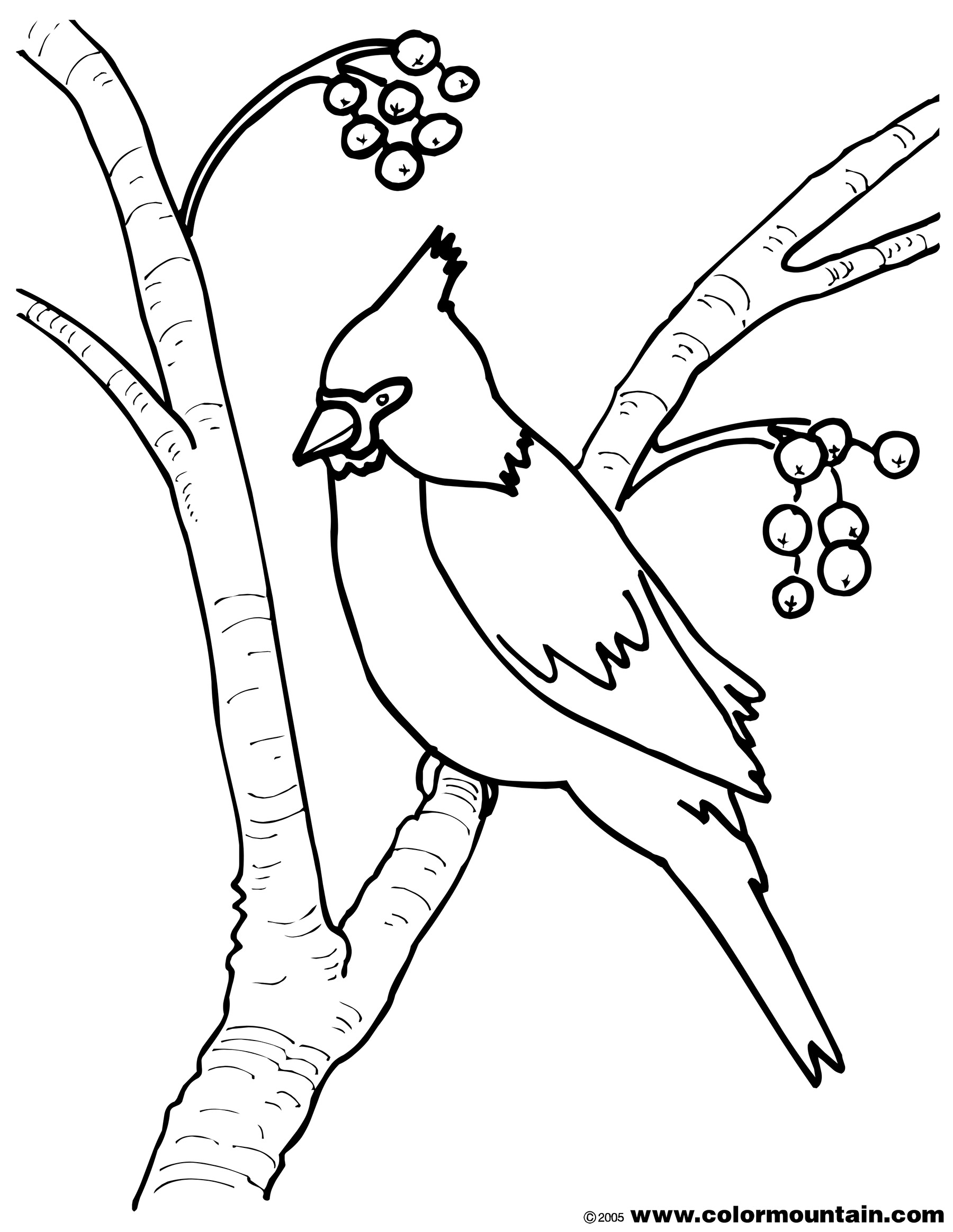 1800x2329 Cardinal Bird Coloring Pages To Print Coloring For Kids 2018
