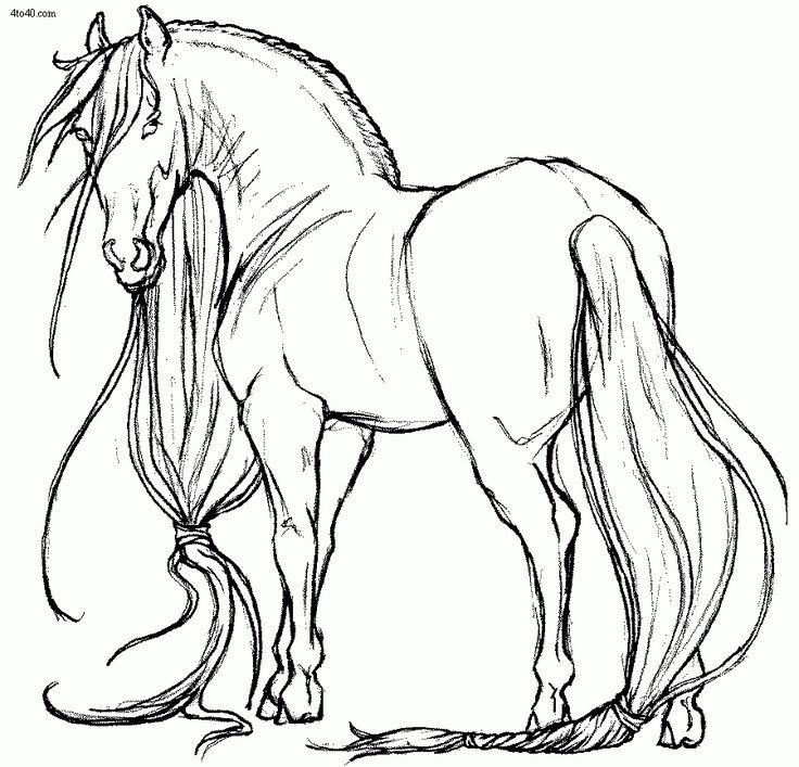 736x707 315 Best Animal Coloring Pages Images On Animal