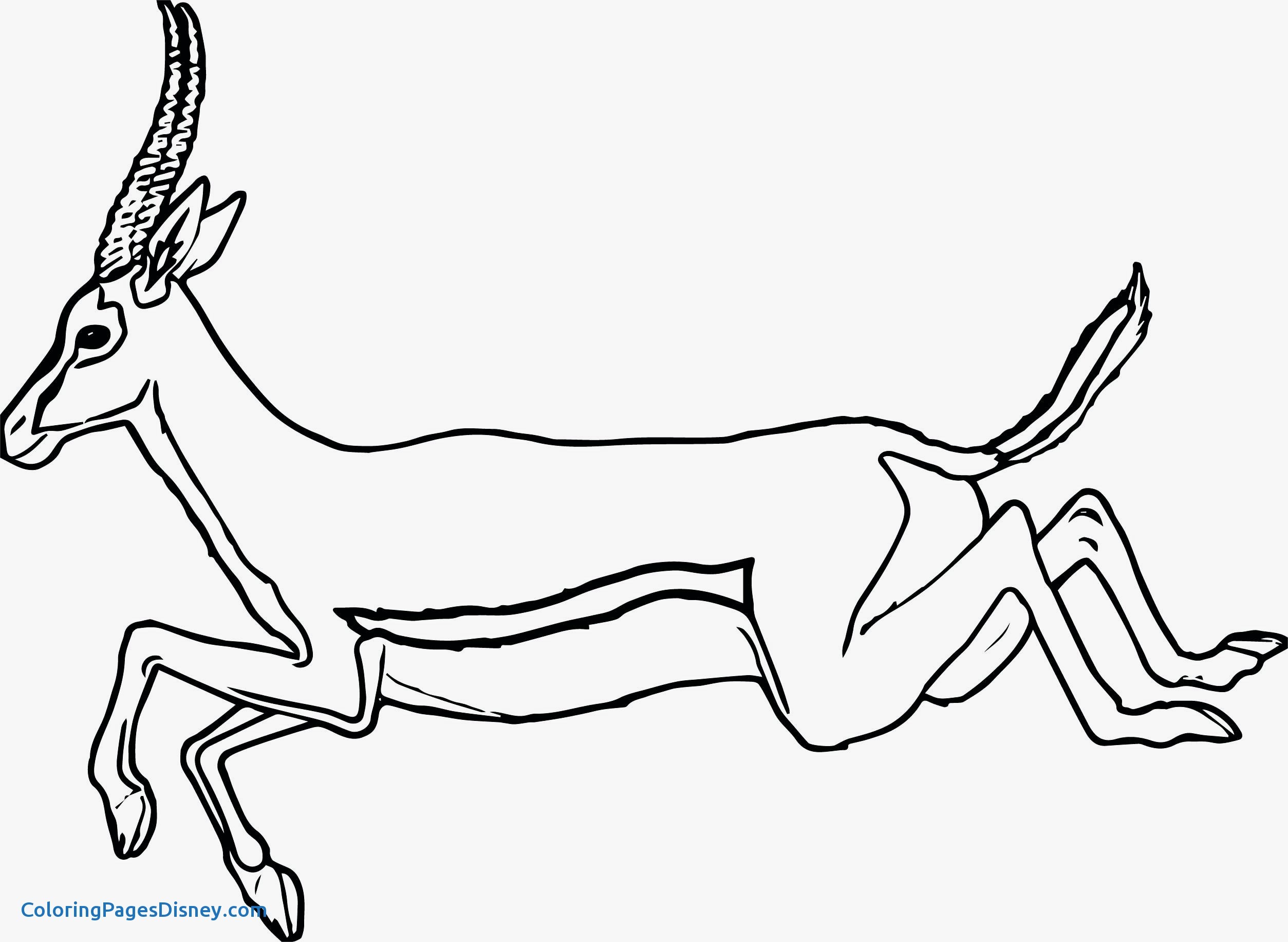 2507x1832 Gazelle Coloring Pages Fresh Picture Cow Head Coloring Page Pages