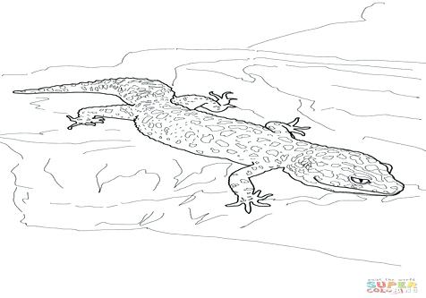 476x333 Gecko Coloring Page Coloring Page Leopard Gecko Crested Gecko