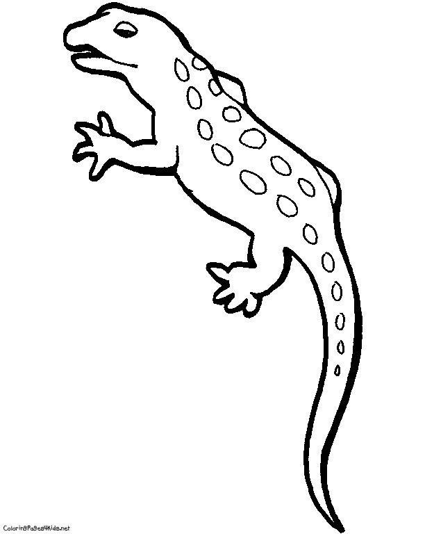 612x768 Gecko Coloring Page. Lifetime Lizard Coloring Pages Page Free