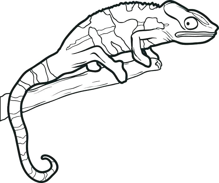 700x588 Gecko Coloring Pages Gecko Coloring Page Delightful Gecko Coloring