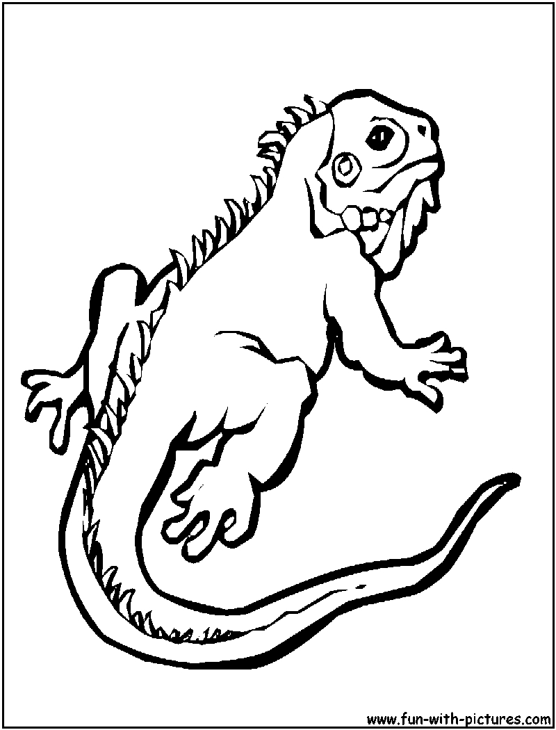800x1050 New Gecko Page To Color Design Printable Coloring Sheet