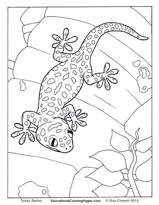 612x792 Crawly Creepers Bookone Coloring Pages Animal Coloring Pages