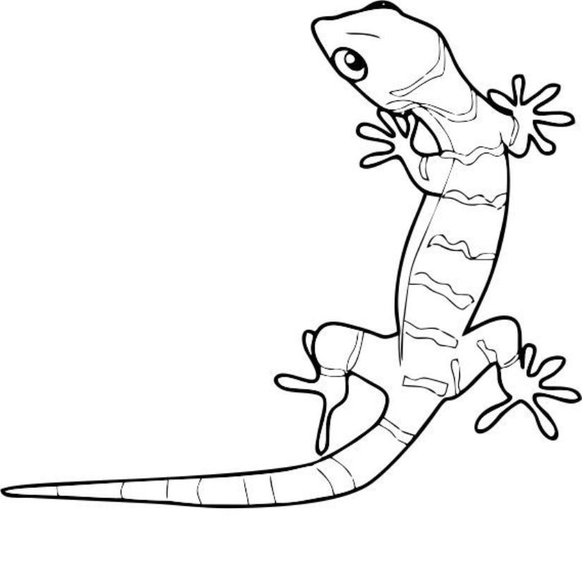 825x821 Gecko Coloring Pages Printable 20 Gecko Coloring Page Pictures