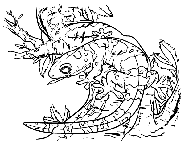 600x464 Free Gecko Coloring Page. Download It From Httpsmuseprintables