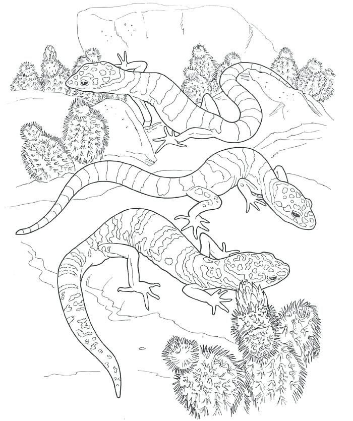 700x835 Gecko Coloring Page Banded Gecko Coloring Pages Crested Gecko