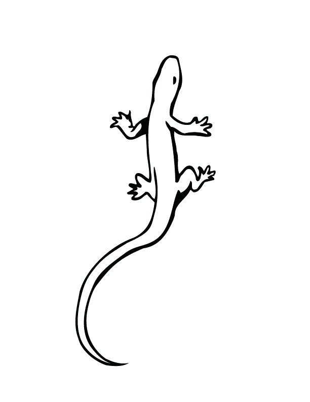 612x792 Gecko Coloring Page Gecko Coloring Page Gecko Coloring Pages