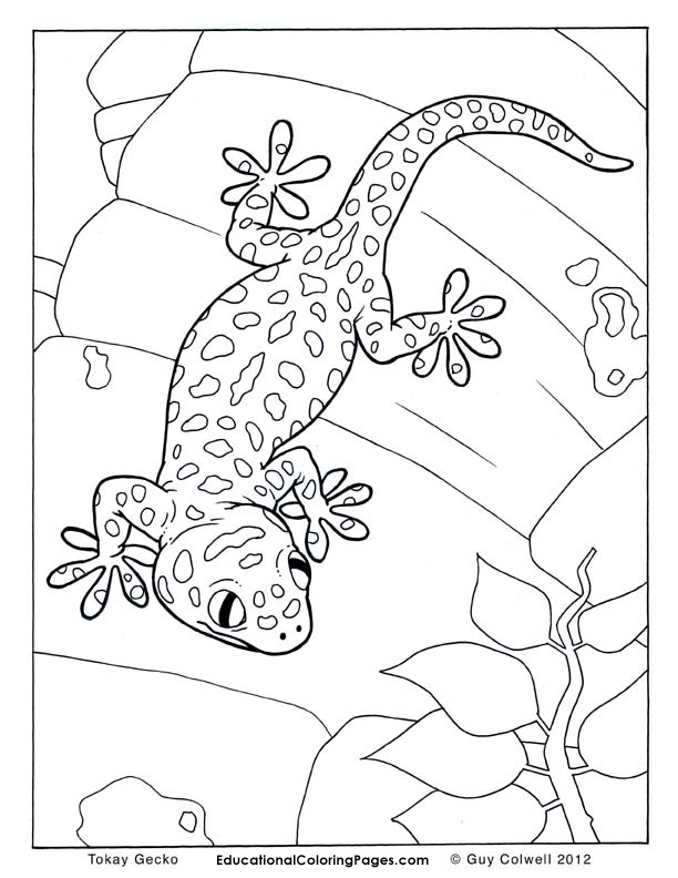 612x792 Gecko Coloring Pages Printable