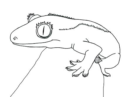 440x330 Gecko Coloring Page Gecko Coloring Page Coloring Pages Crested