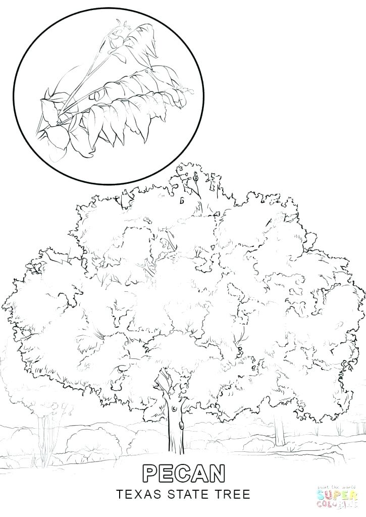 725x1024 Texas State Symbols Coloring Pages Tech Tree Page Free Printable F
