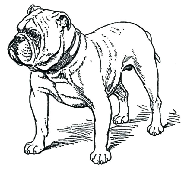 600x559 Bulldog Coloring Page French Bulldog Coloring Pages Bulldog