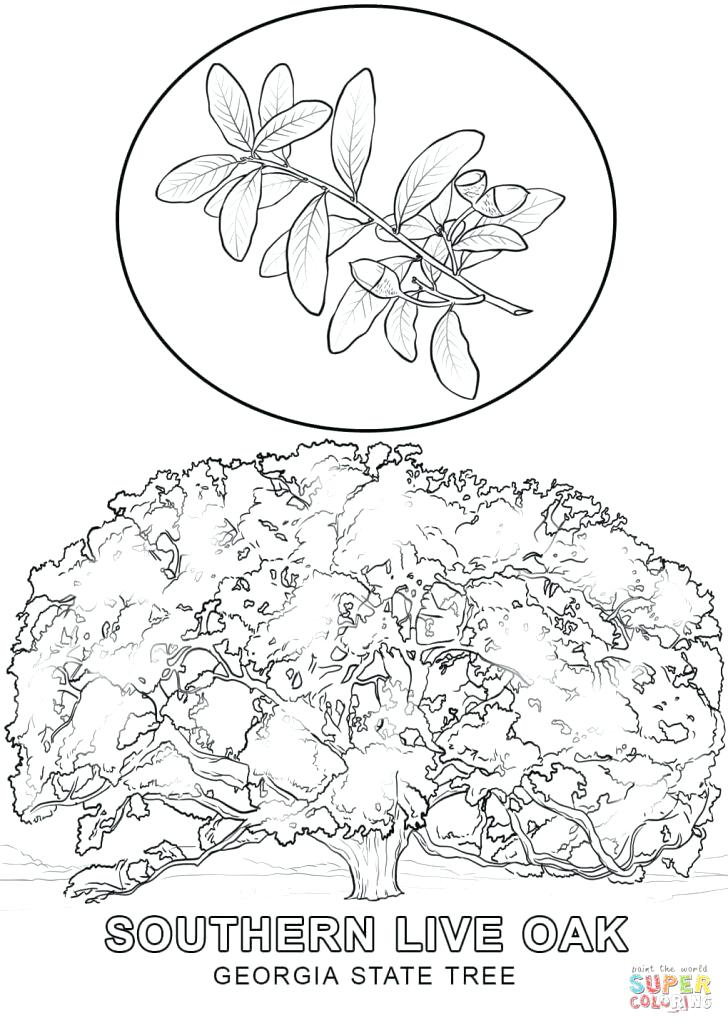 728x1028 Georgia State Flag Coloring Page Pages X Various Colonial New