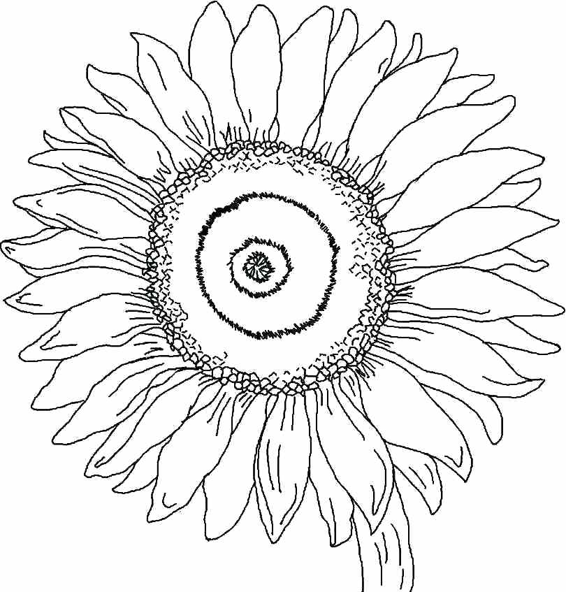 810x847 Georgia O Keeffe Coloring Pages Famous Artists Featuring Art