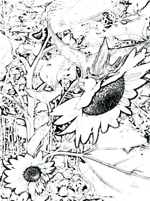 480x640 Inspiring Georgia O Keeffe Coloring Pages Usedauto.club
