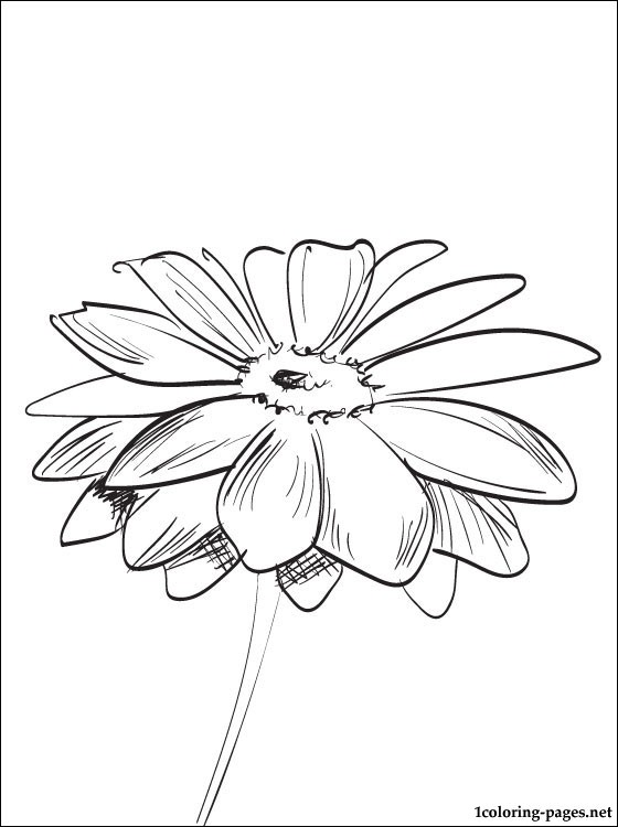 560x750 Coloring Page Gerbera Coloring Pages