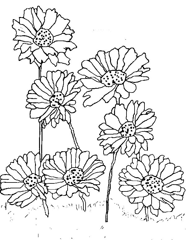 600x776 Fantastic Gerber Daisy Coloring Pages Image