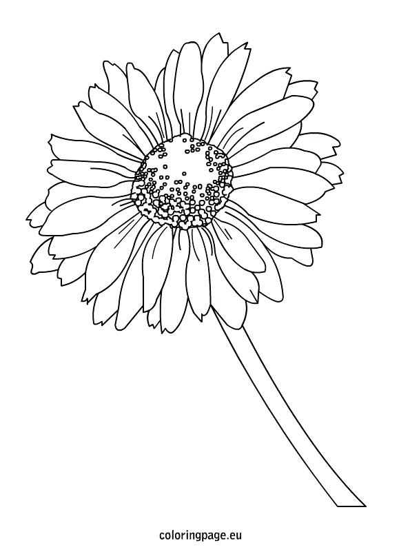 595x804 Here Are Daisy Coloring Pages Images Flower With Ideas 15