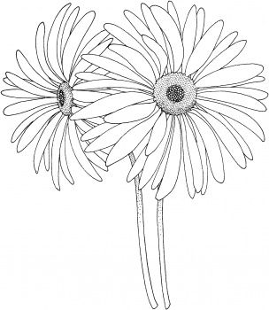 304x350 Pin By Sharon Zadik On Zentangle Embroidery, Flower