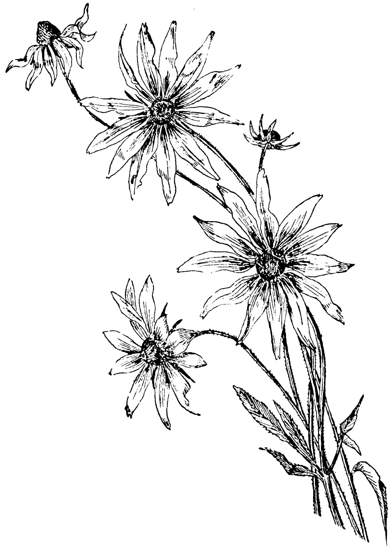 1362x1920 Coloring Pages Daisy Flower