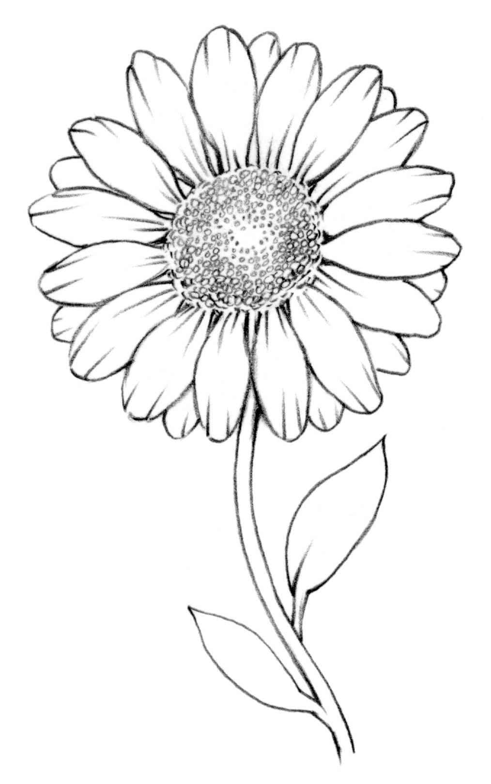 1014x1617 Drawn Daisy Animated Many Interesting Cliparts