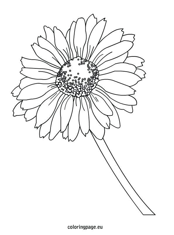 595x804 Coloring Daisy Coloring Page Flower Pages Friends Sheets. Daisy