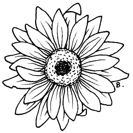 462x462 Coloring Pages Daisy Flowers Ve Used These Flowers Both As