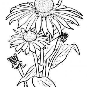 300x300 Coloring Pages Of Daisy Flower Best Of Coloring Page Daisy Flower