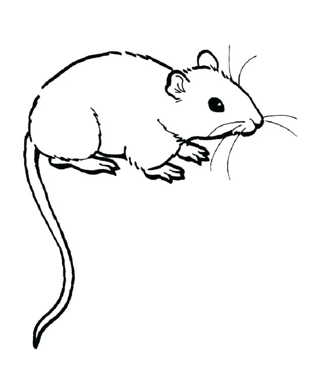 624x740 Espeon Coloring Pages Gerbil Coloring Pages Rat Coloring Pages