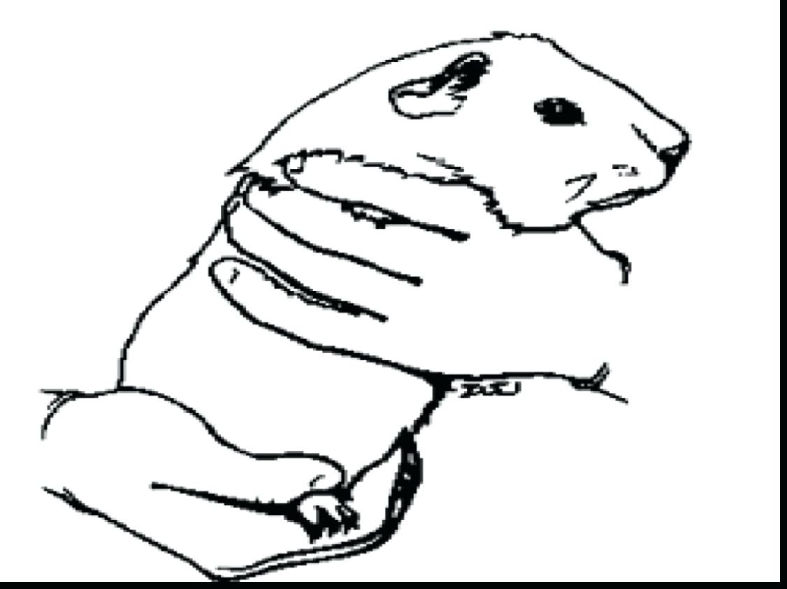 1126x844 Gerbil Coloring Page