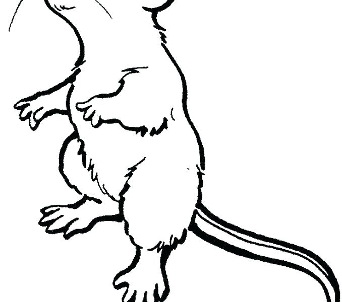 678x600 Gerbil Coloring Pages Rat Coloring Page Gerbil Coloring Page Lab